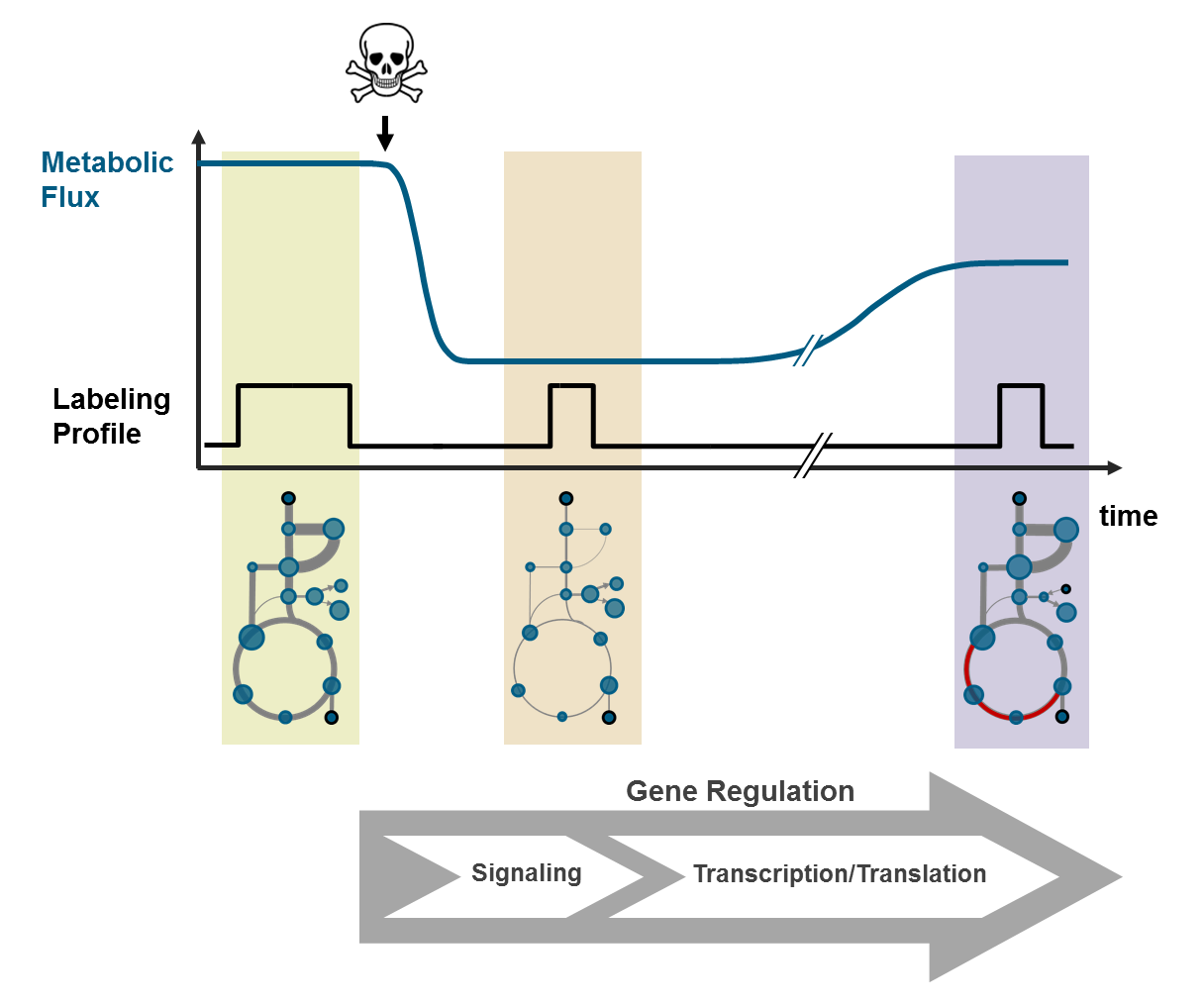 Dynametox